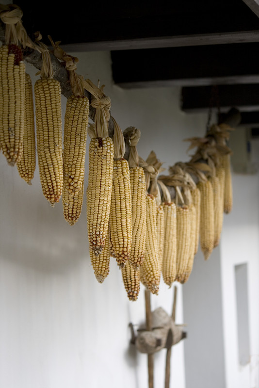 Fecó: kukorica csendélet