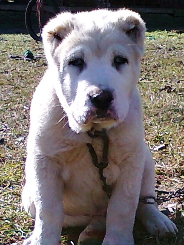 10750789_f1949ef7670d35c6ecef99bcb6533cf1_l.jpg