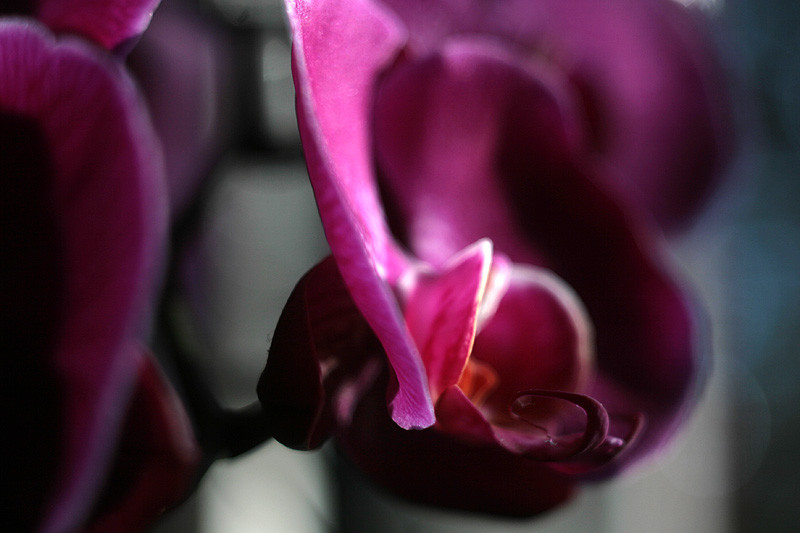 orchid 01