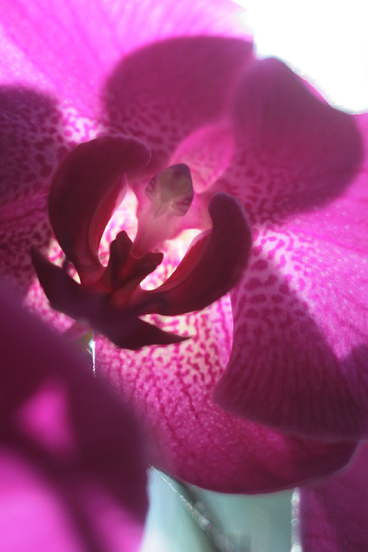 orchid 11