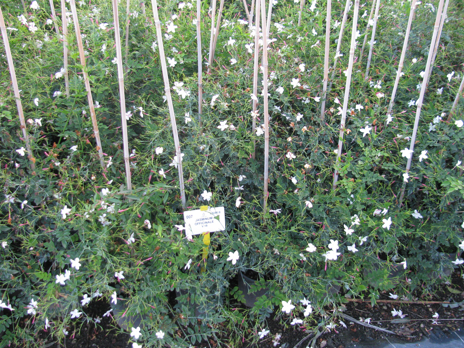 Jasminum O. 840