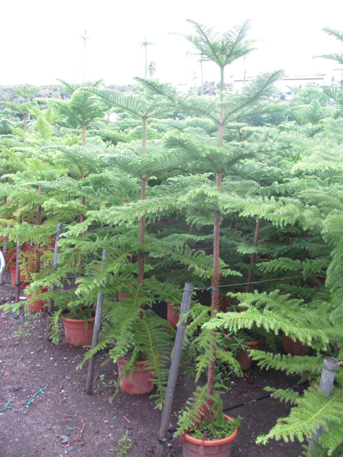 Araucaria Heterophila 681