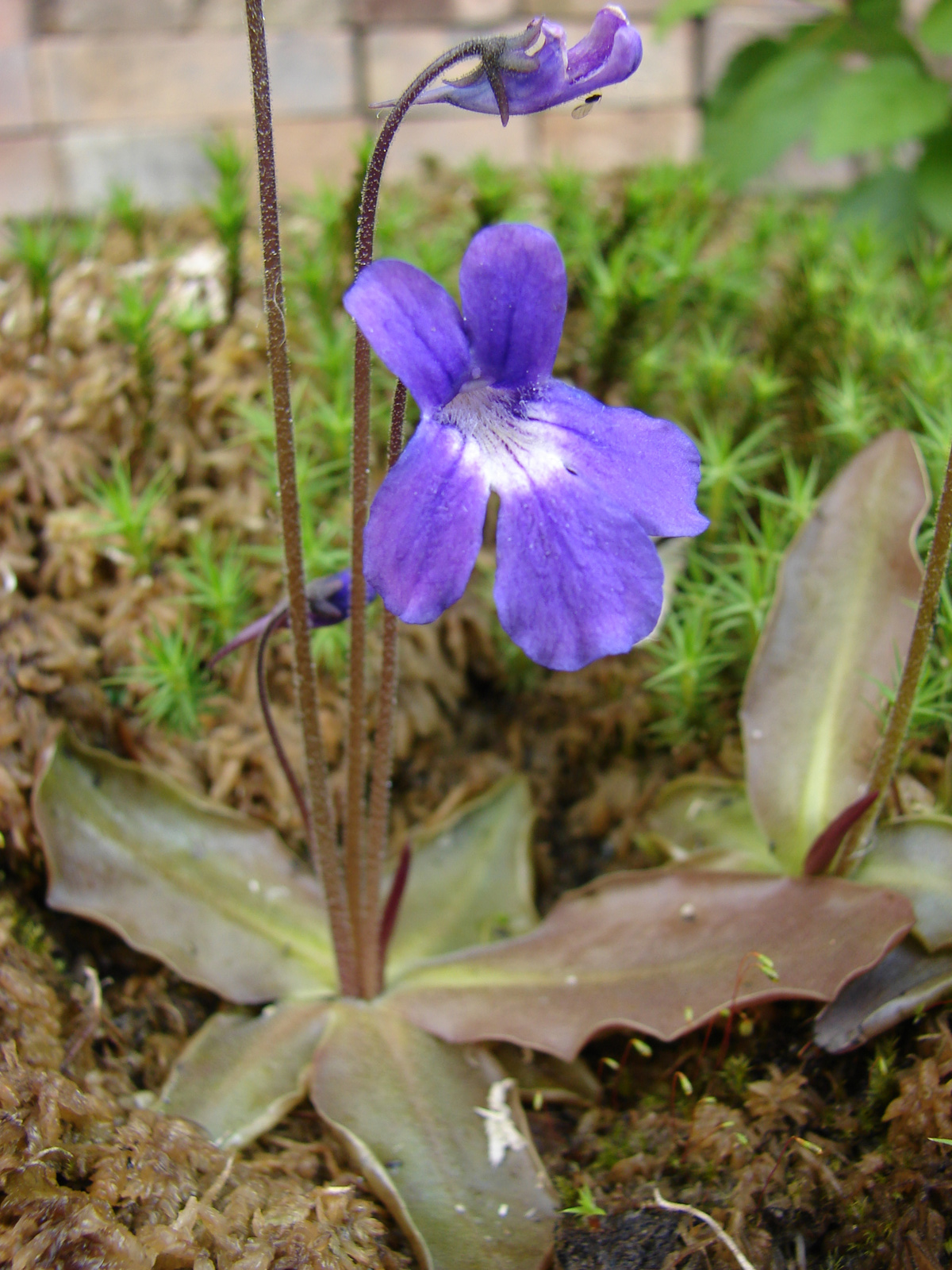 P.grandiflora x fiorii