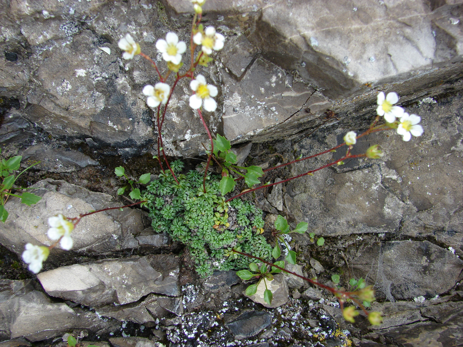 Szürke kőtörőfű  (Saxifraga caesia)