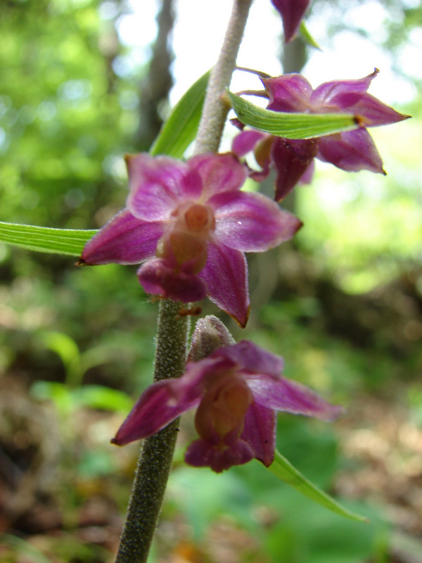 Vöröslő nöszőfű (Epipactis atrorubens) Vöröskő