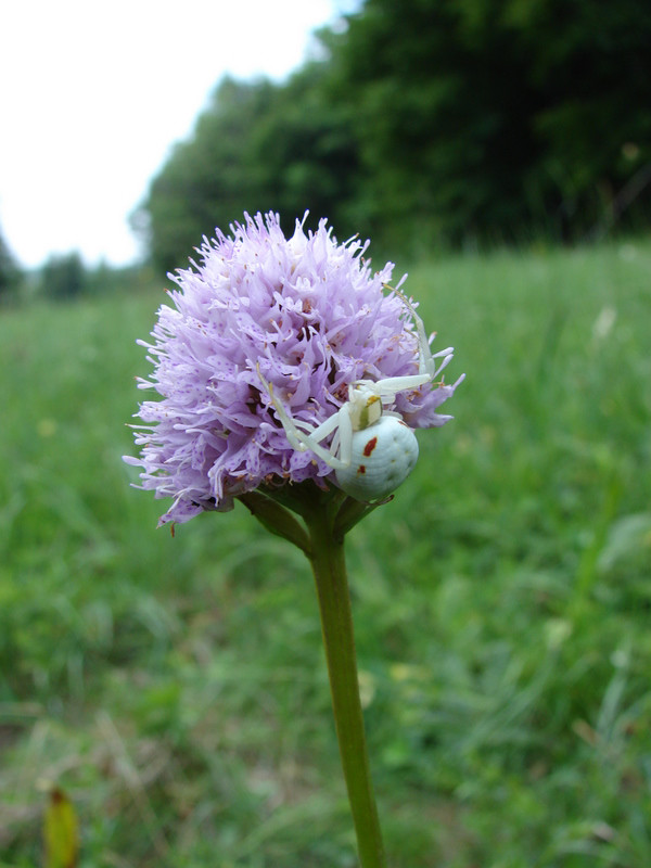 T.globosa és az áldozatára váró virágpók