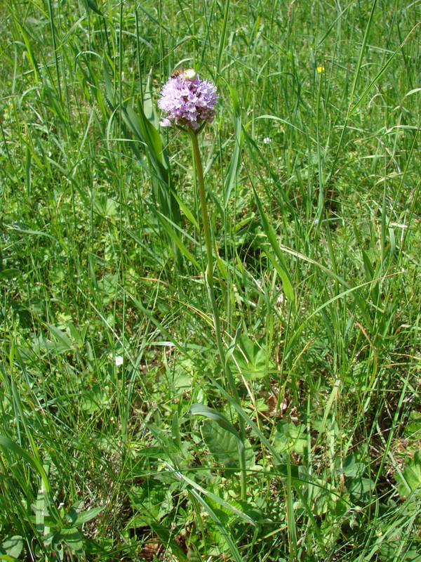 T. globosa