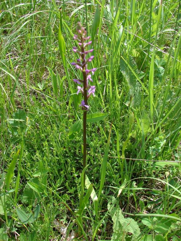 Szúnyoglábú bibircsvirág (Gymnadenia conopsea)