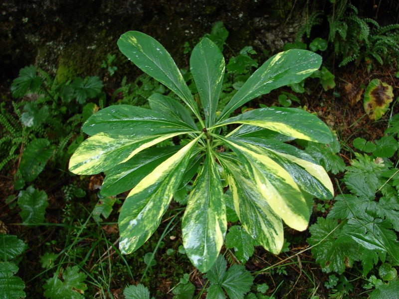 Farkasboroszlán ( Daphne mezereum)