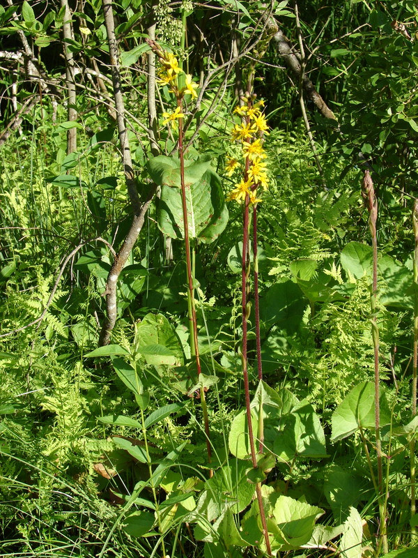 Szibériai hamuvirág (Ligularia sibirica)