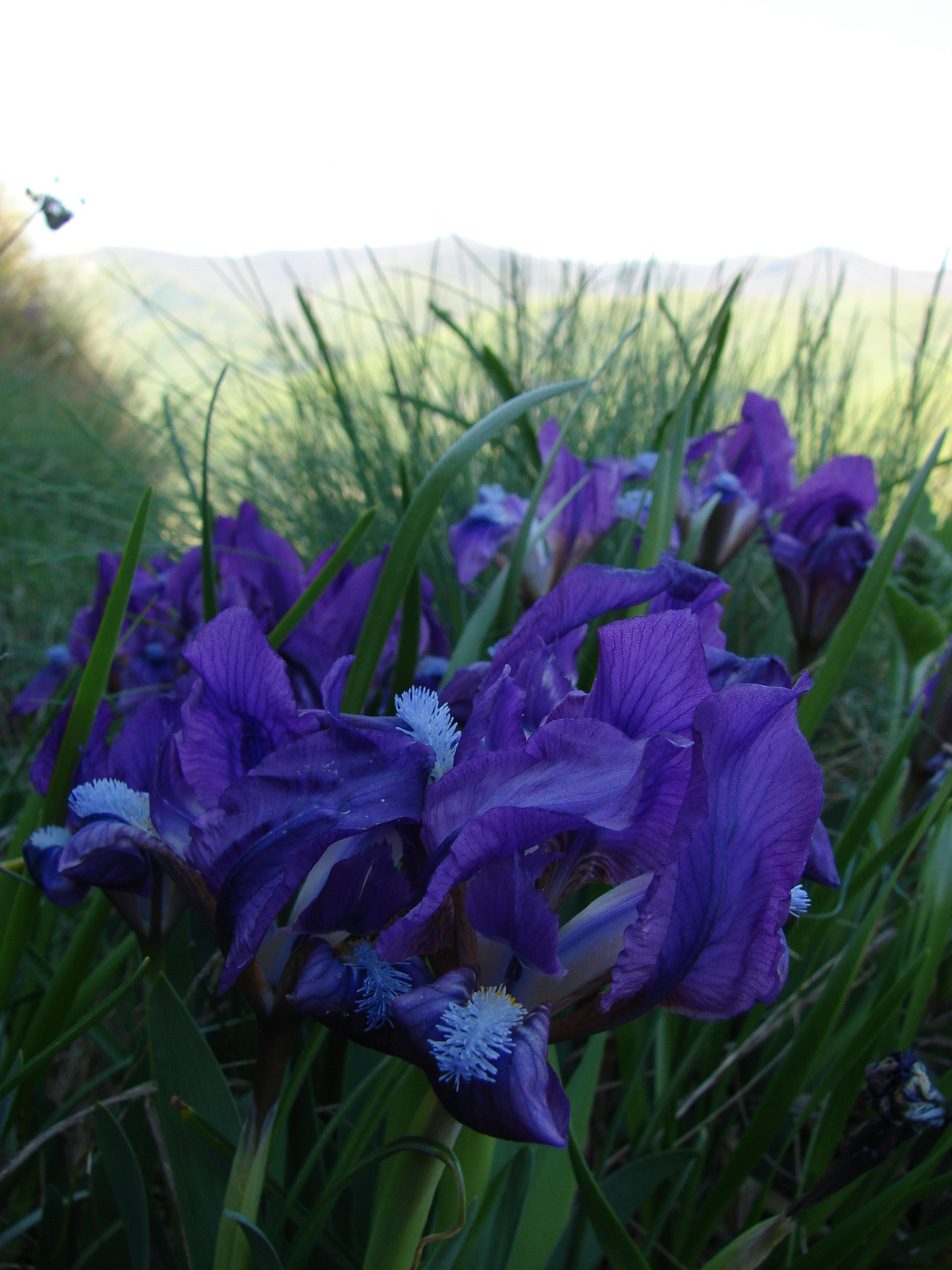 Törpe nőszirom (Iris pumila)