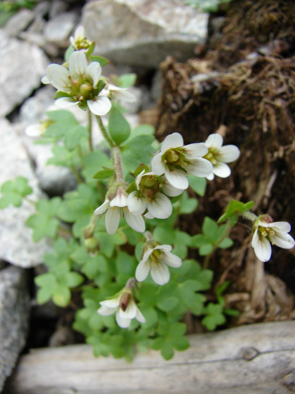 Kárpáti kőtörőfű (Saxifraga carpatica)