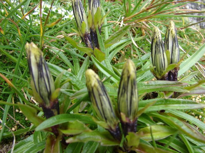 Fagyoskodó tárnics (Gentiana frigida)