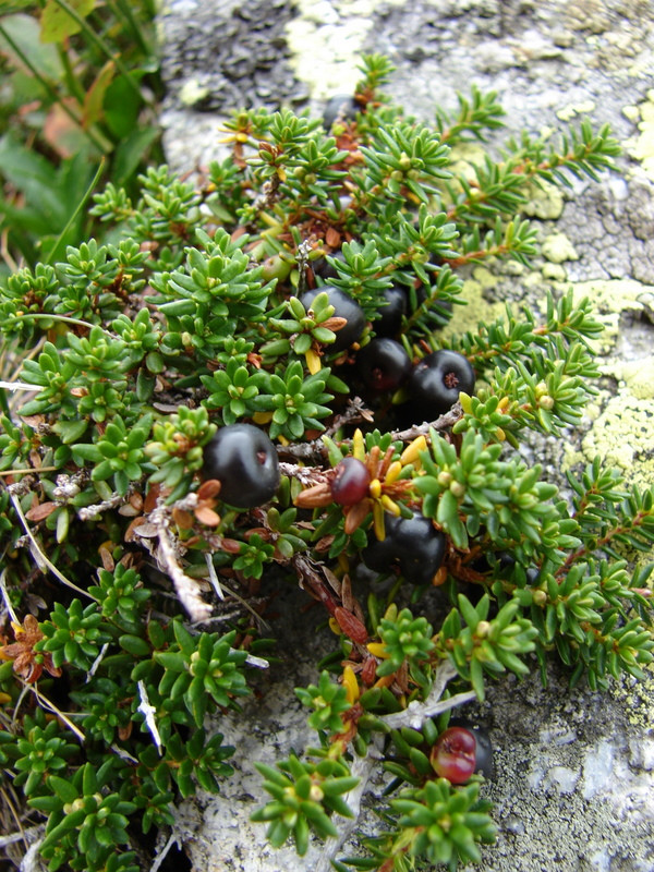 Mámorka (varjúbogyó) Empetrum nigrum