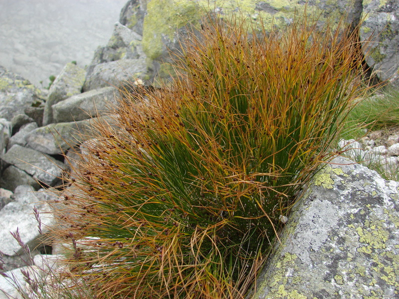 Sziklai szittyó (Juncus trifidus)