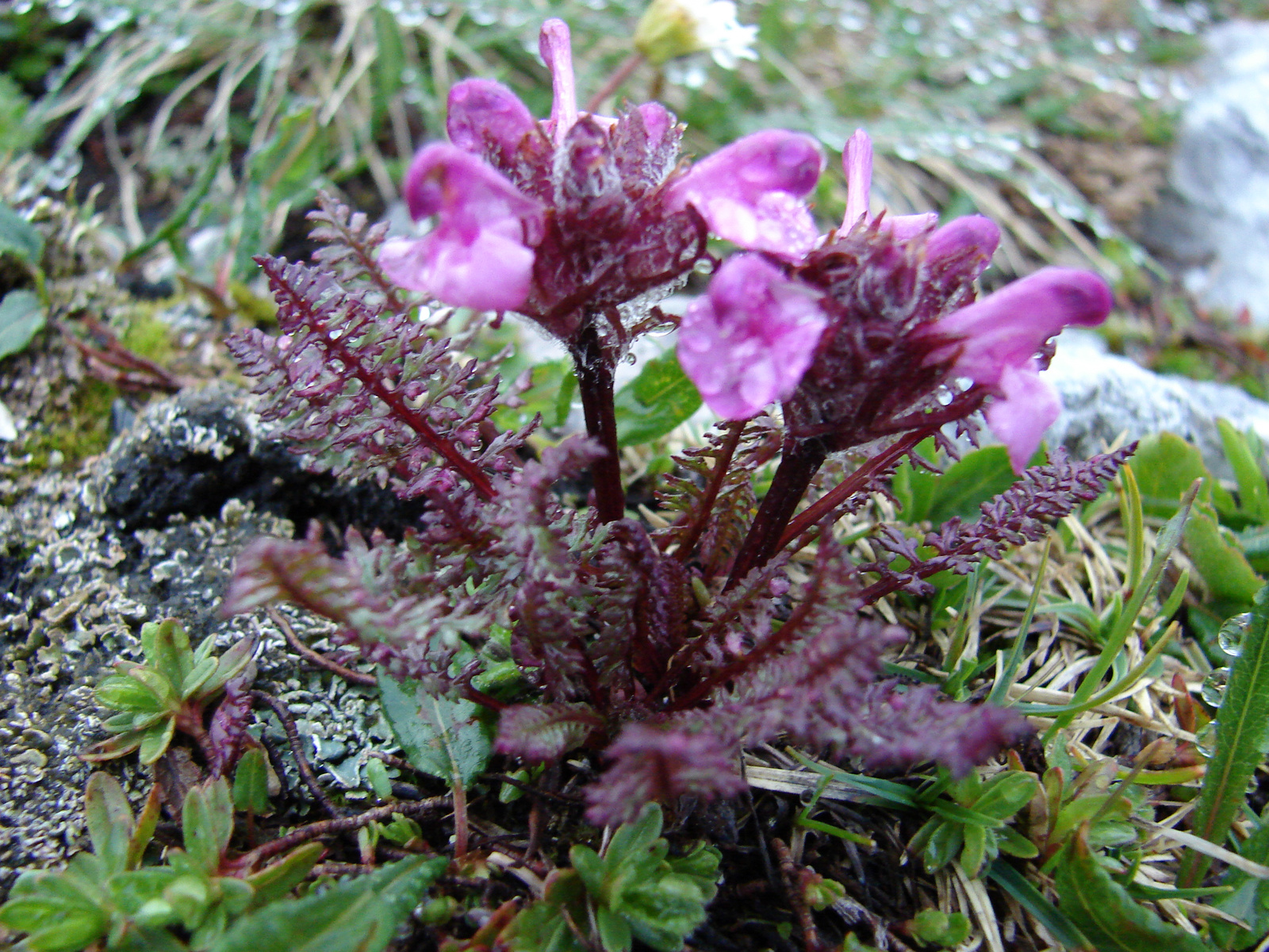 Posvány kakastaréj (Pedicularis palustris)