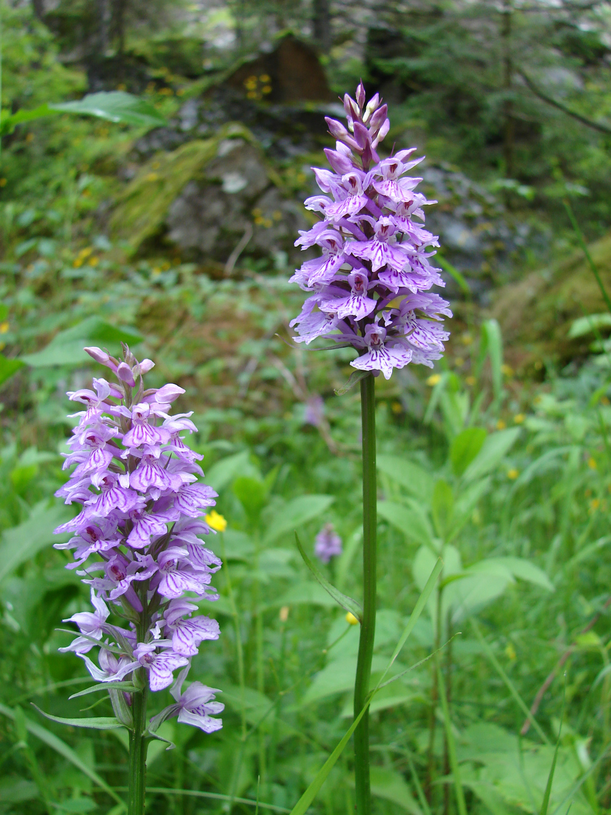 Foltoslevelű ujjaskosbor (Dactylorhiza maculata)