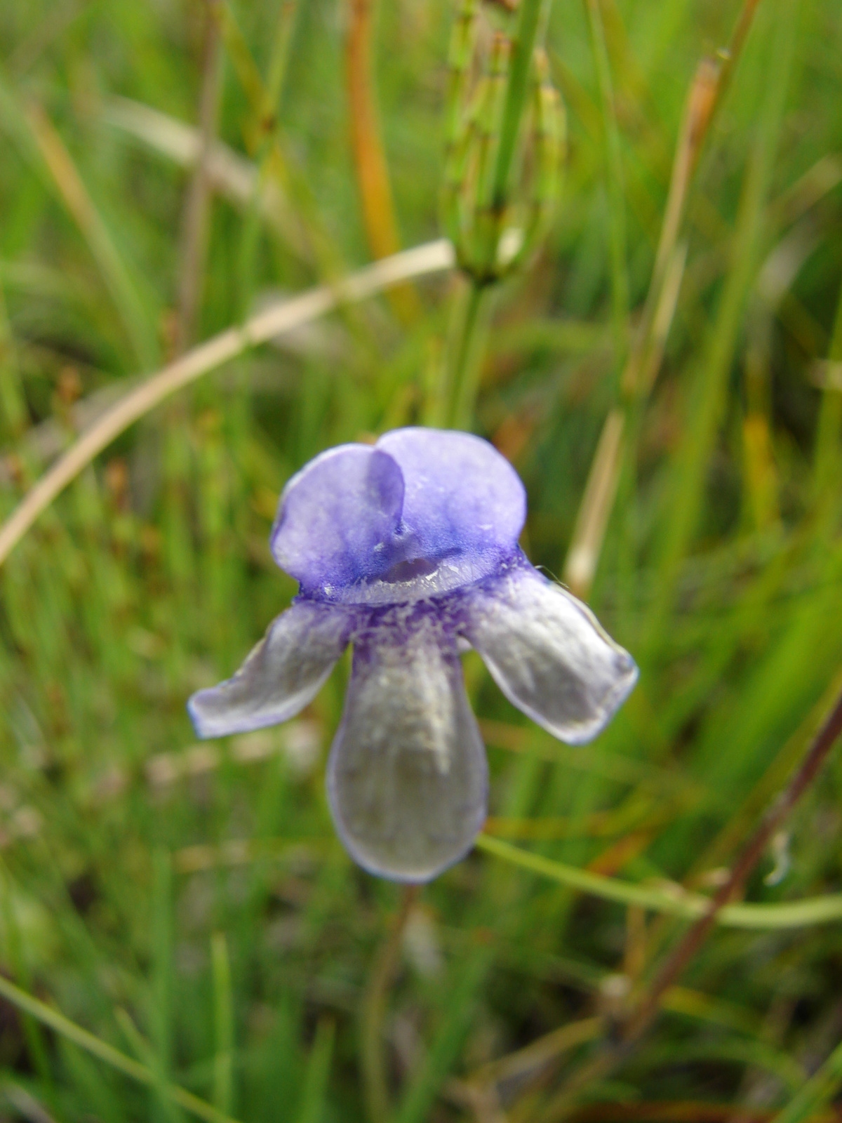 Lápi hízóka (Pinguicula vulgaris var. bicolor)