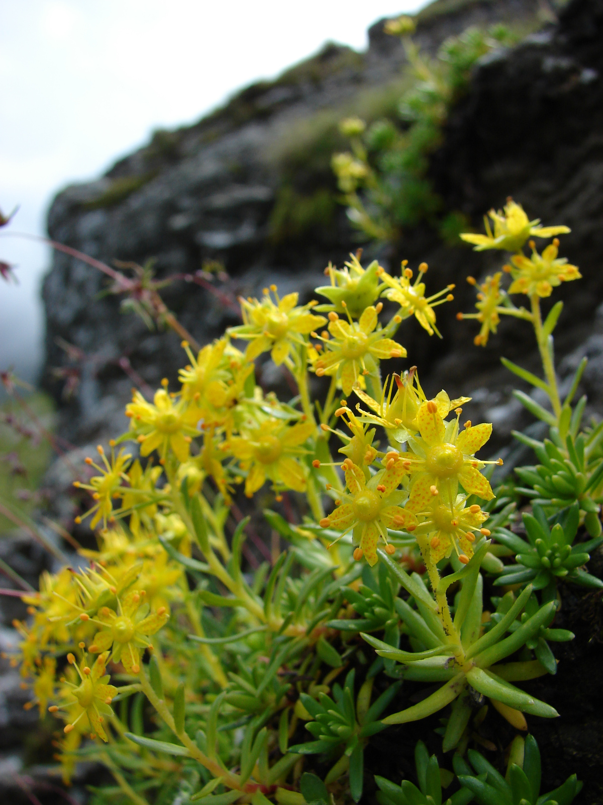 Pillás kőtörőfű (Saxifraga aizoides)