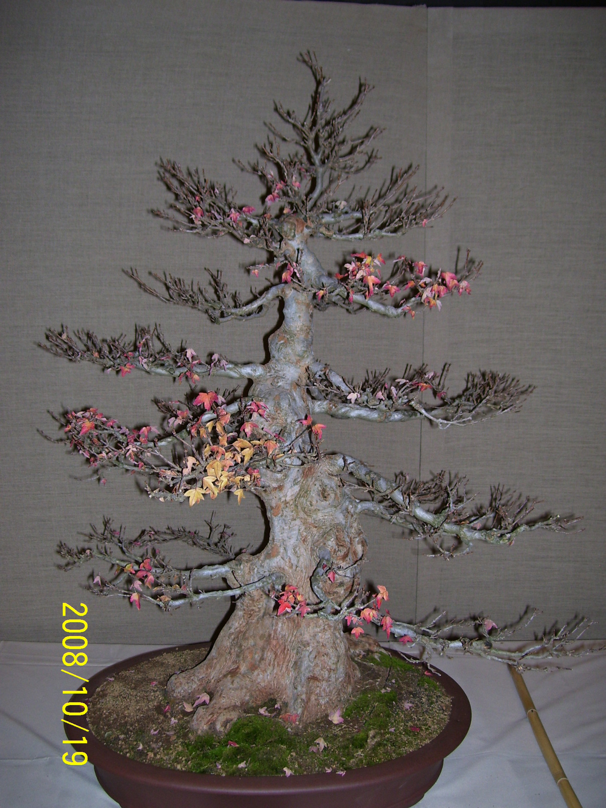 bonsai10