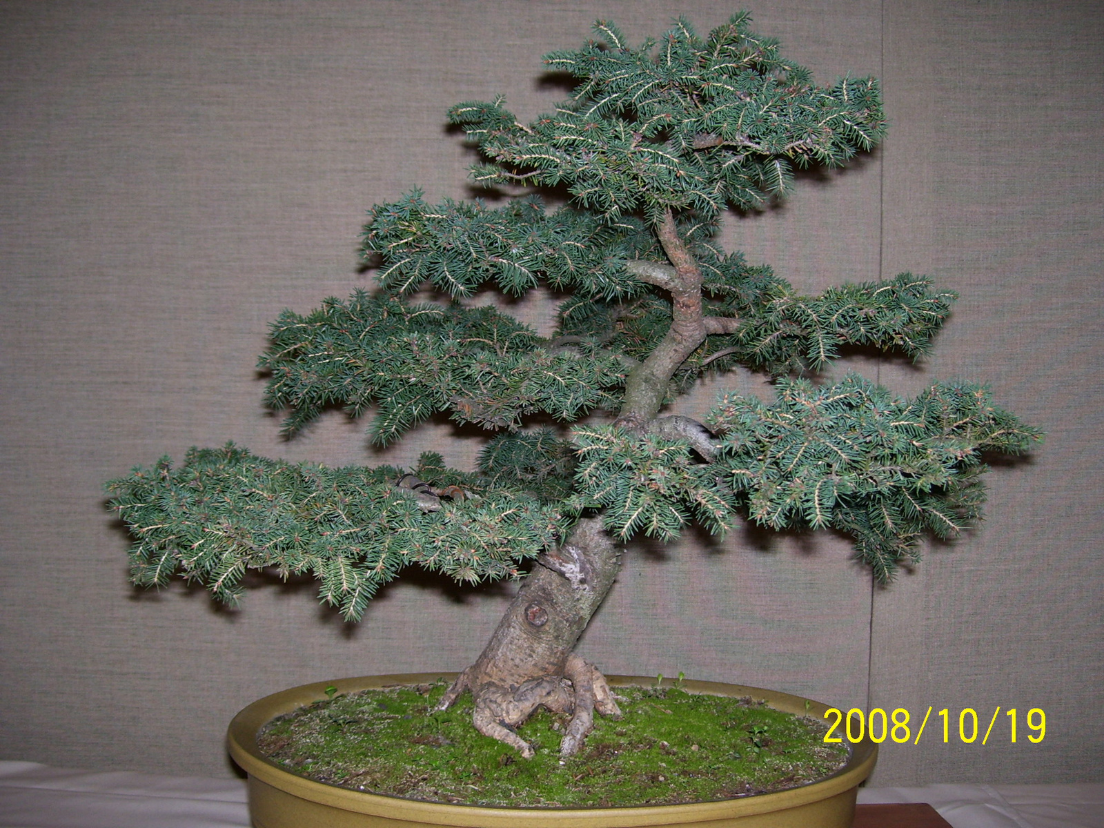 bonsai13