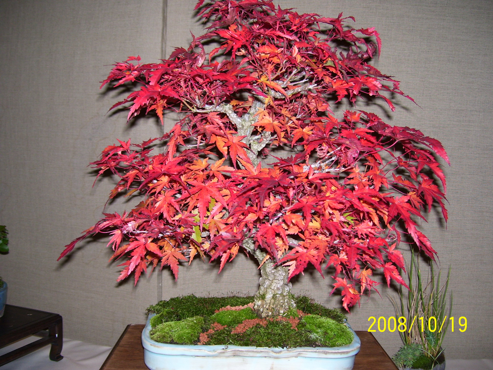 bonsai juhar4