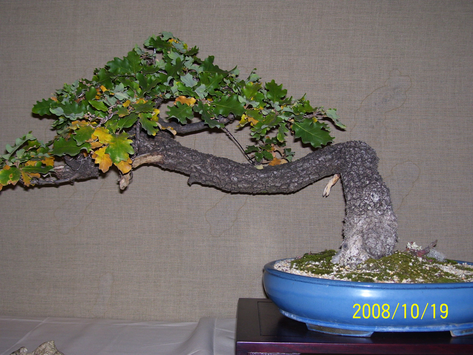 bonsai tölgy