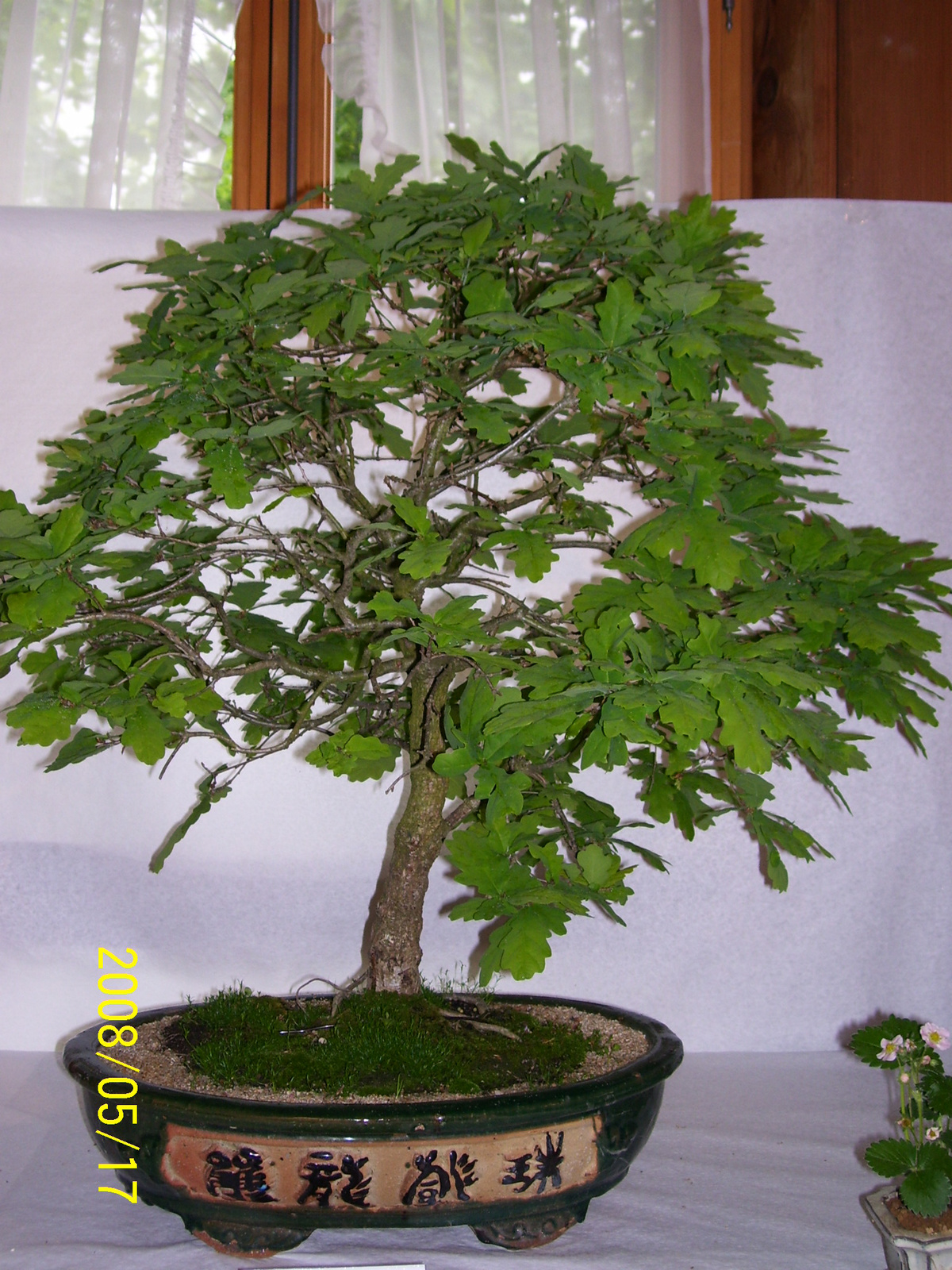 Höchstetten Bonsai29