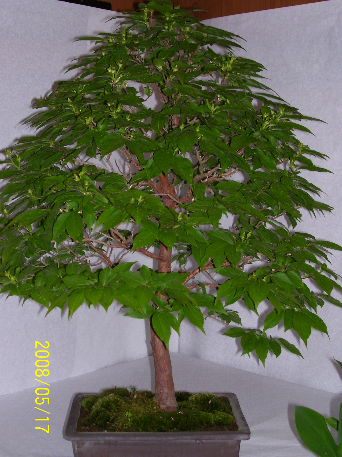 Höchstetten Bonsai32