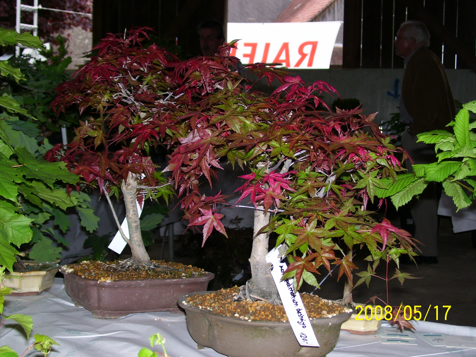 Höchstetten bonsai4