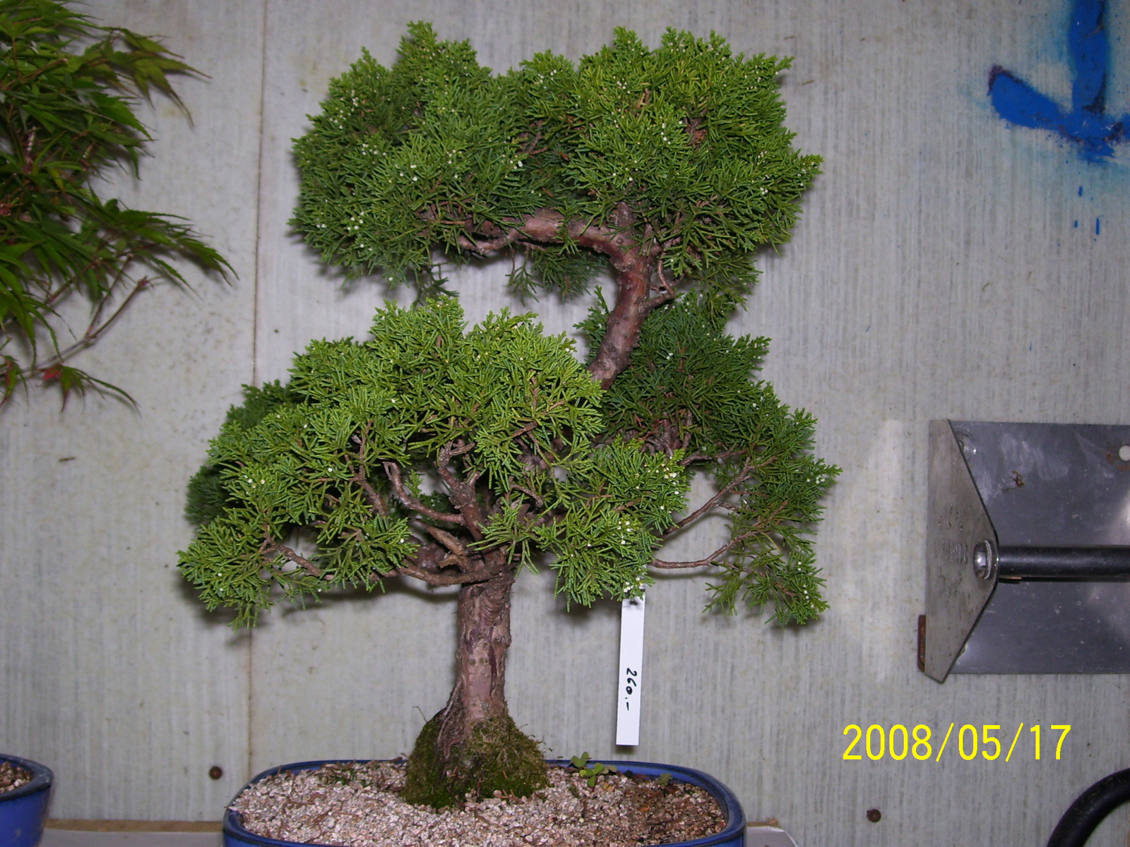 Höchstetten bonsai9