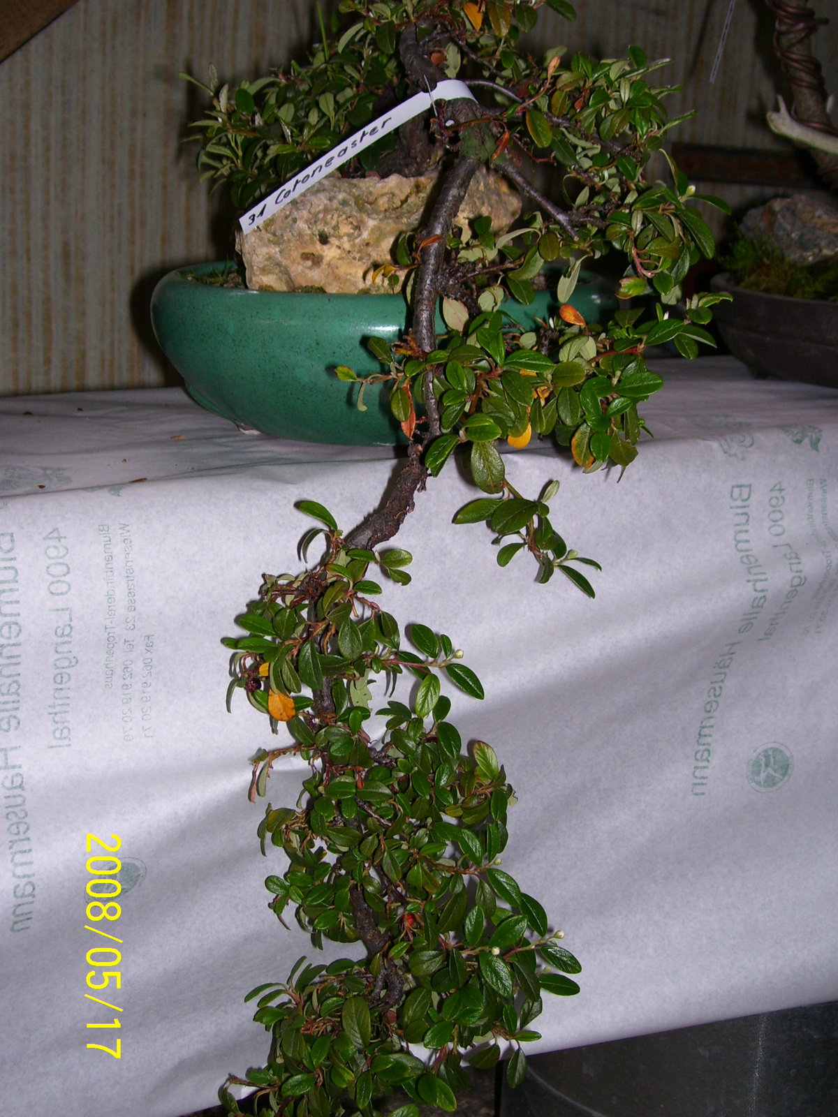 Höchstetten Bonsai15