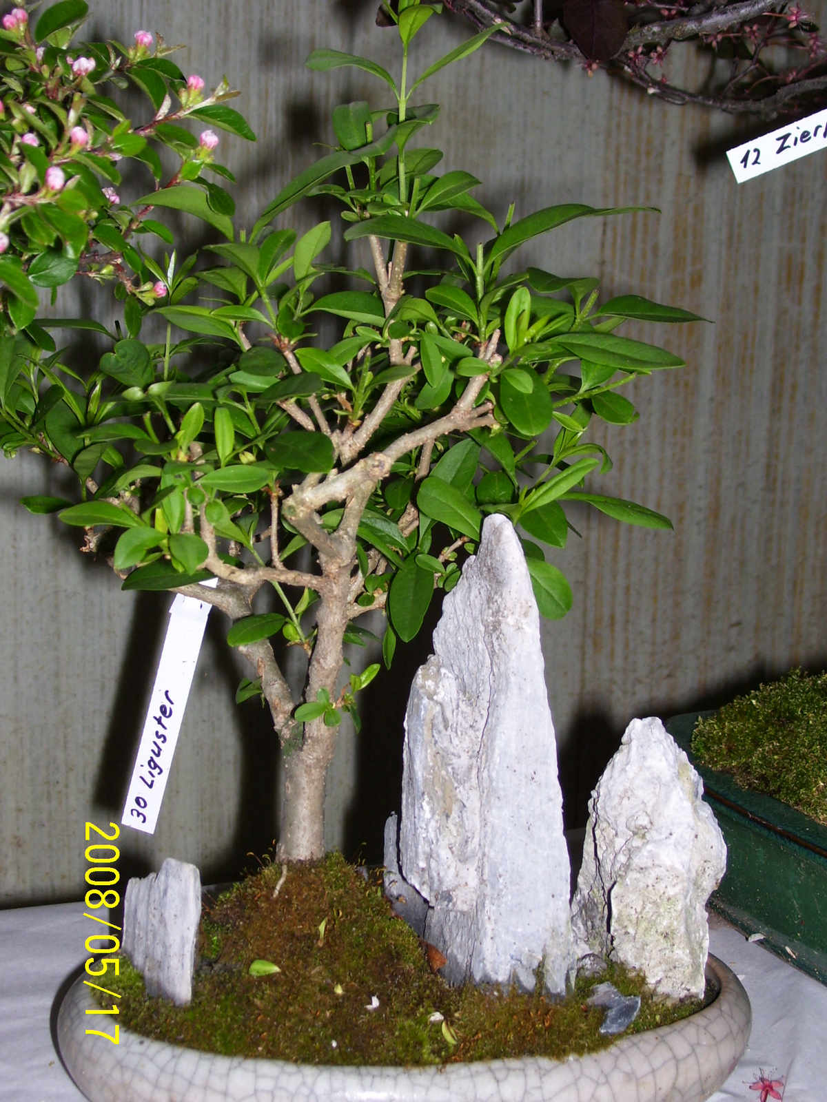 Höchstetten Bonsai17