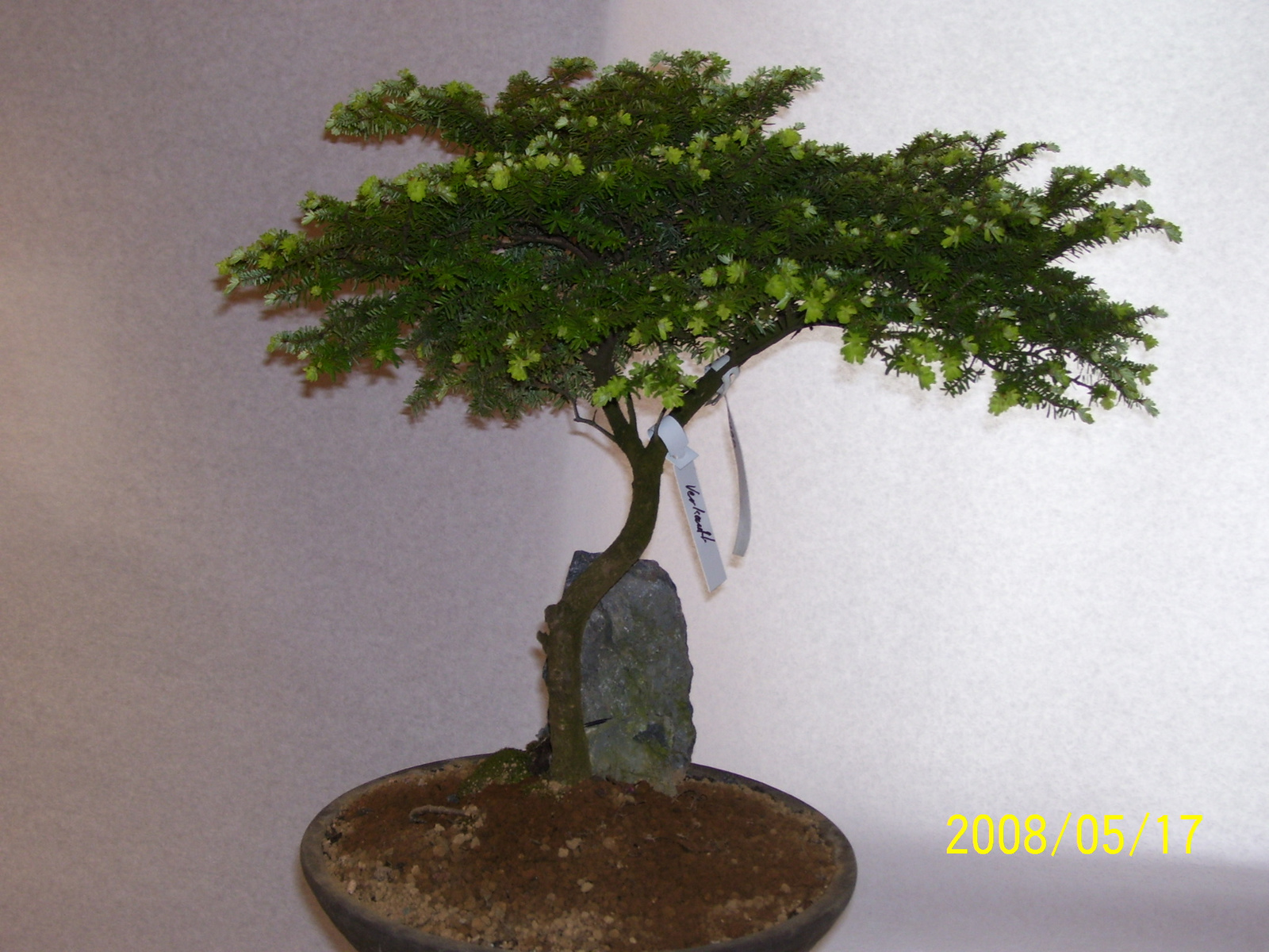 Höchstetten Bonsai37