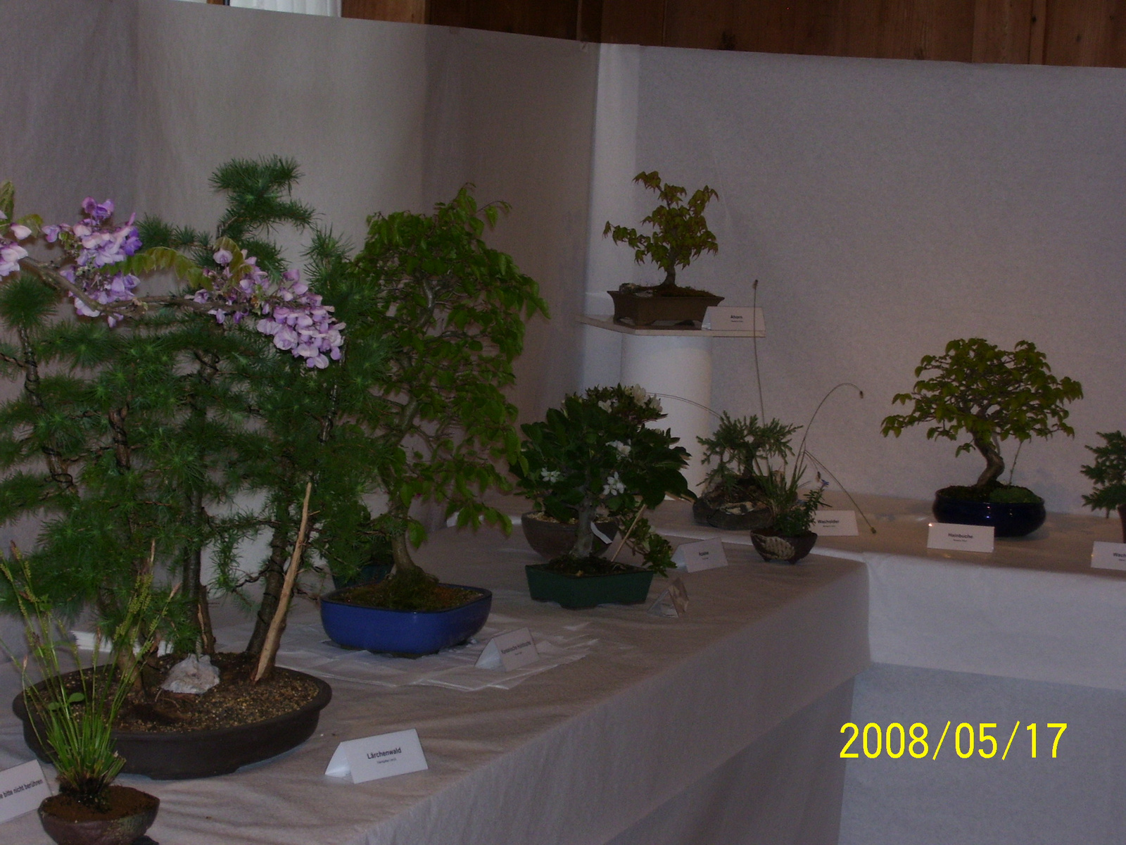 Höchstetten Bonsai47