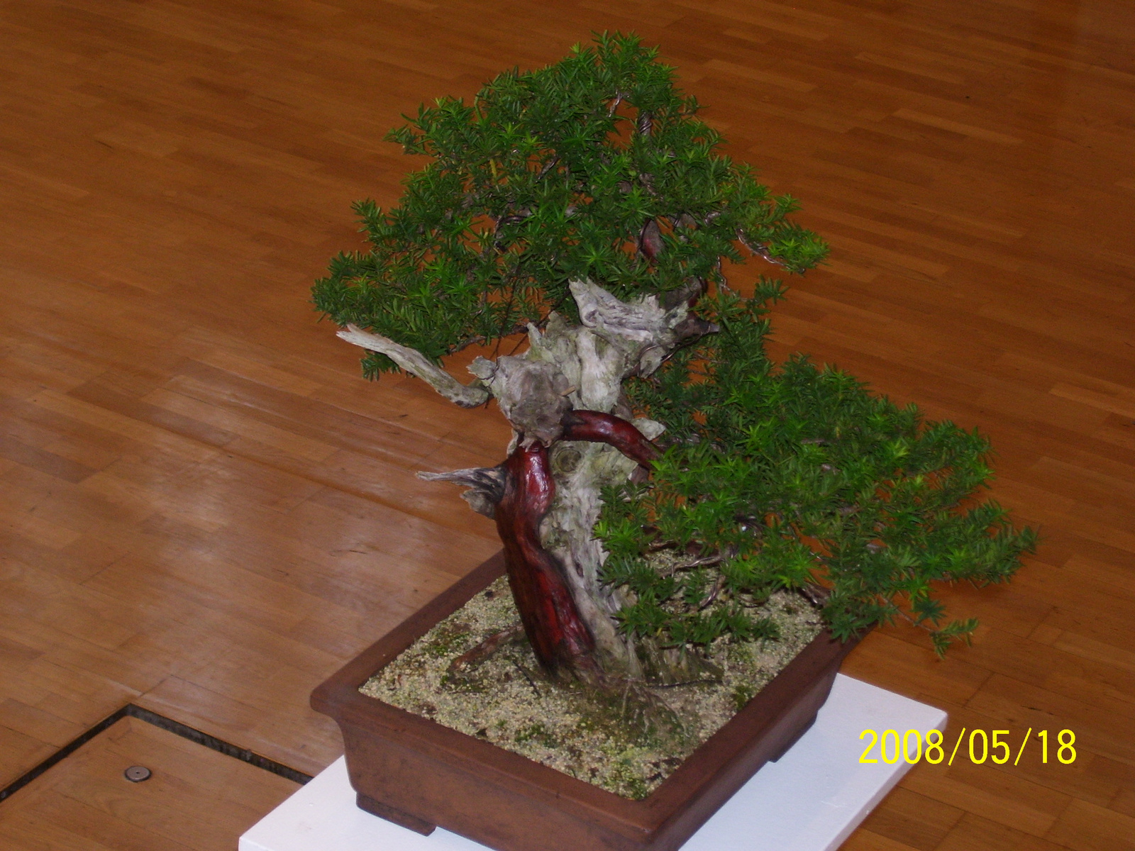 Pratteln bonsai3