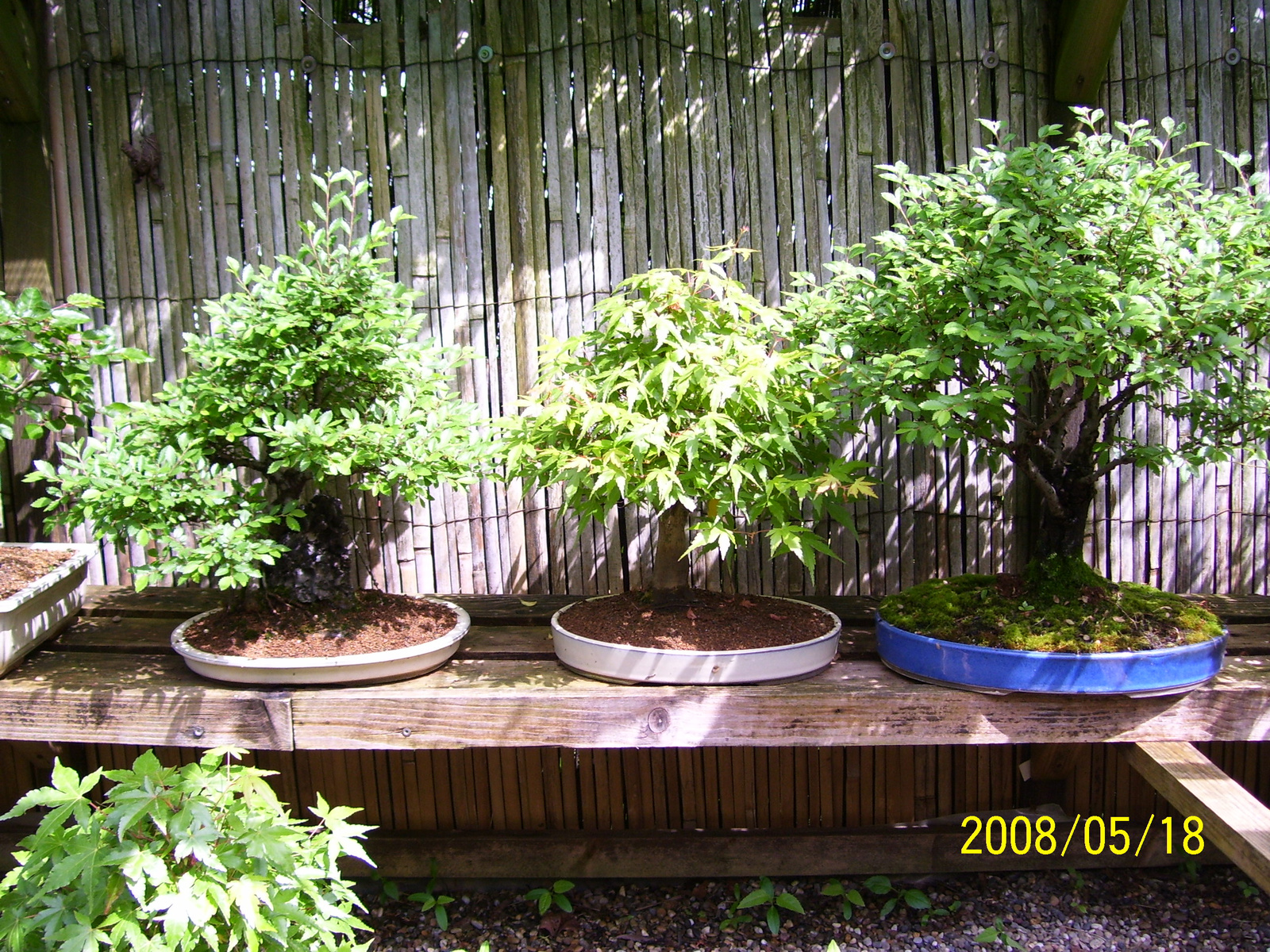 Pratteln Bonsai33