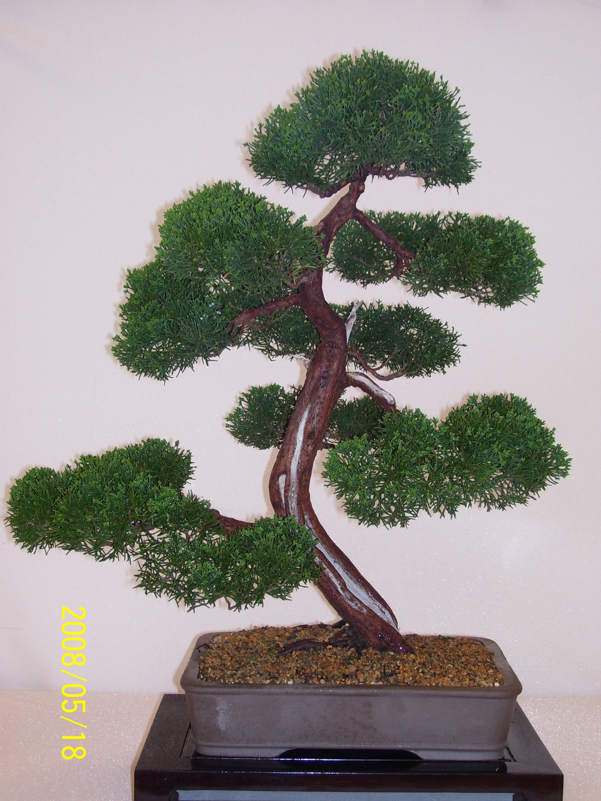 Pratteln Bonsai59