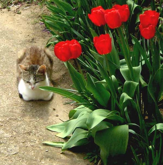 tulipánok őre - tacsifotó -