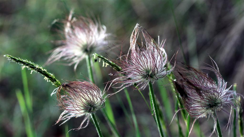 pulsatilla IMG 1001