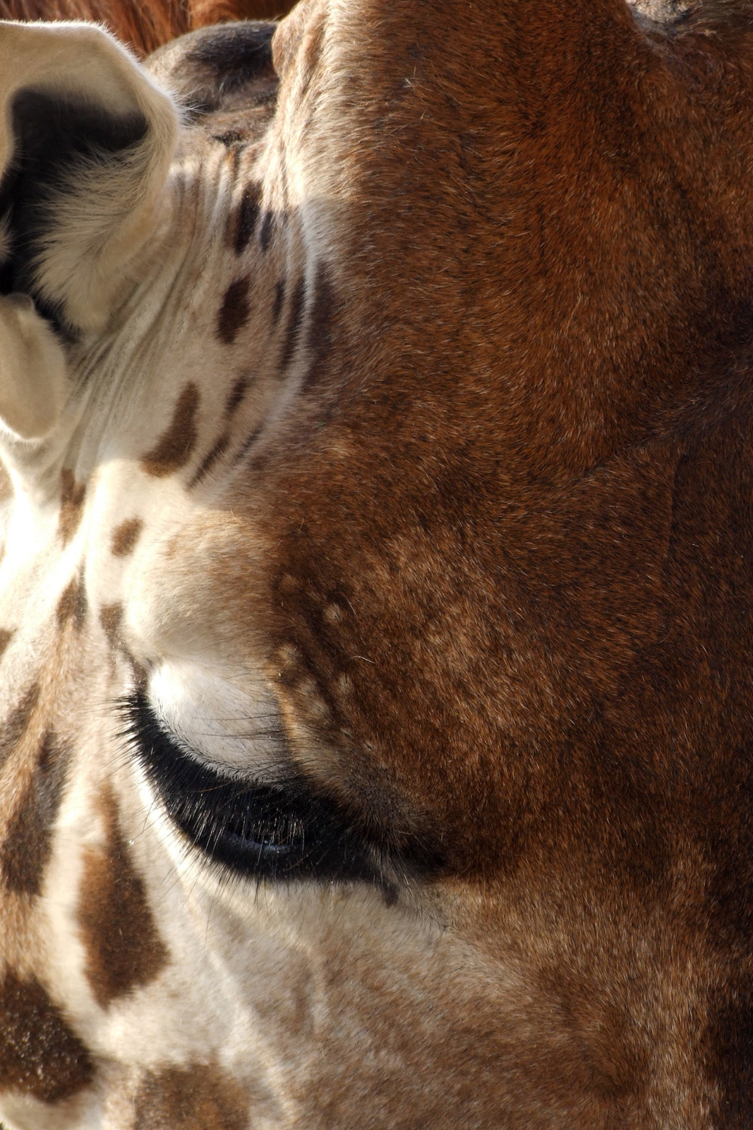 Zsiráf - Giraffa camelopardalis (DSCF4576)