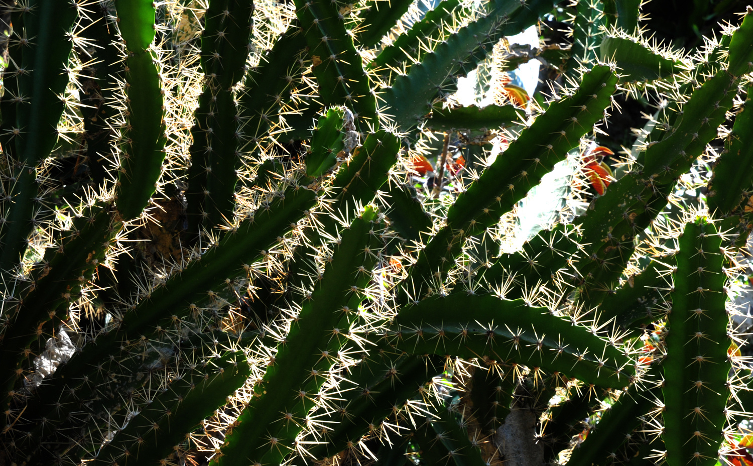 kaktuszdzsungel