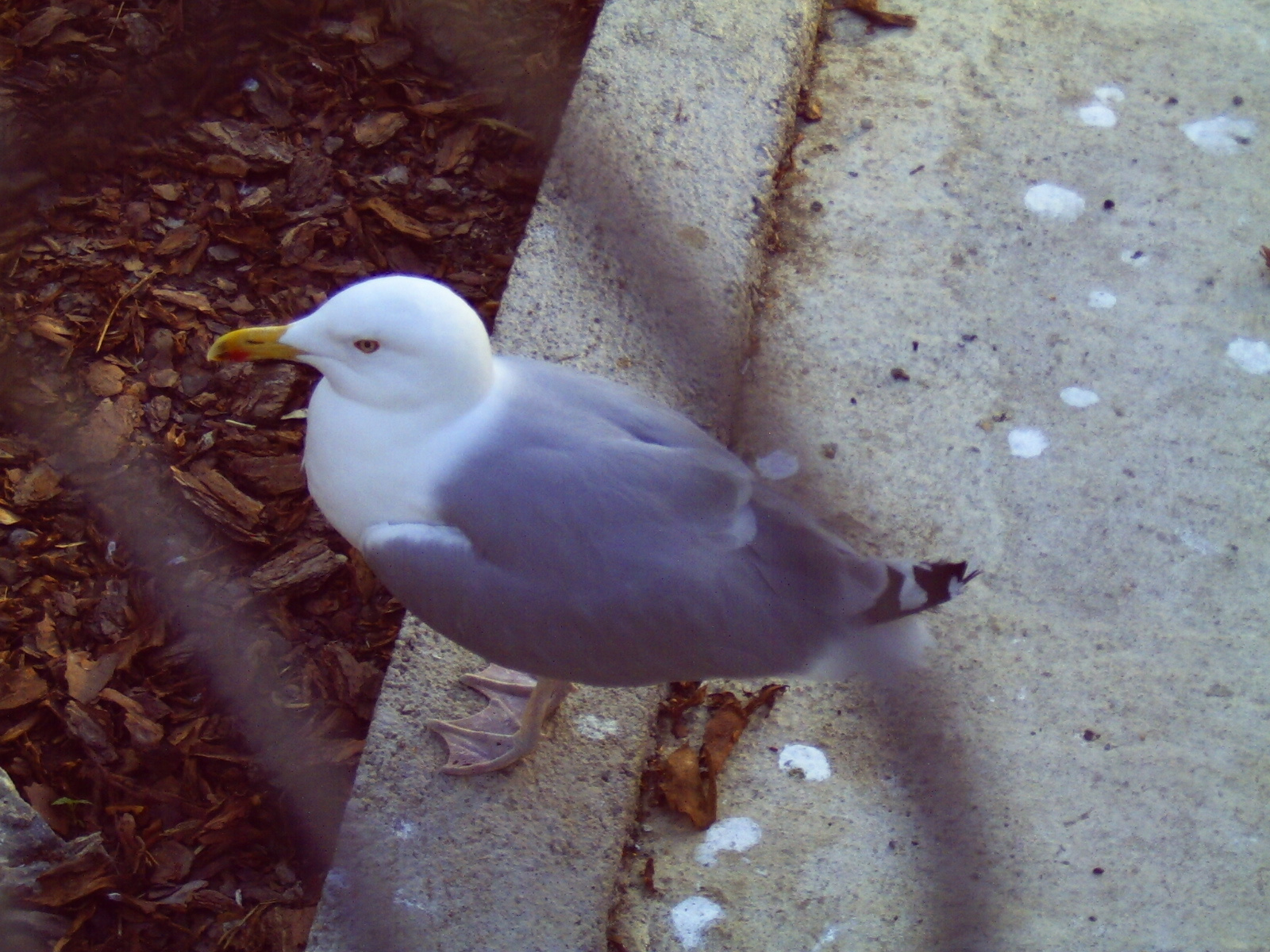 Mrs. Steven Seagull