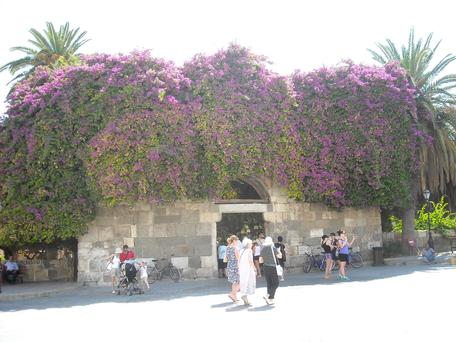 Kos 116 - Kos seta - Agora - bougainvillea