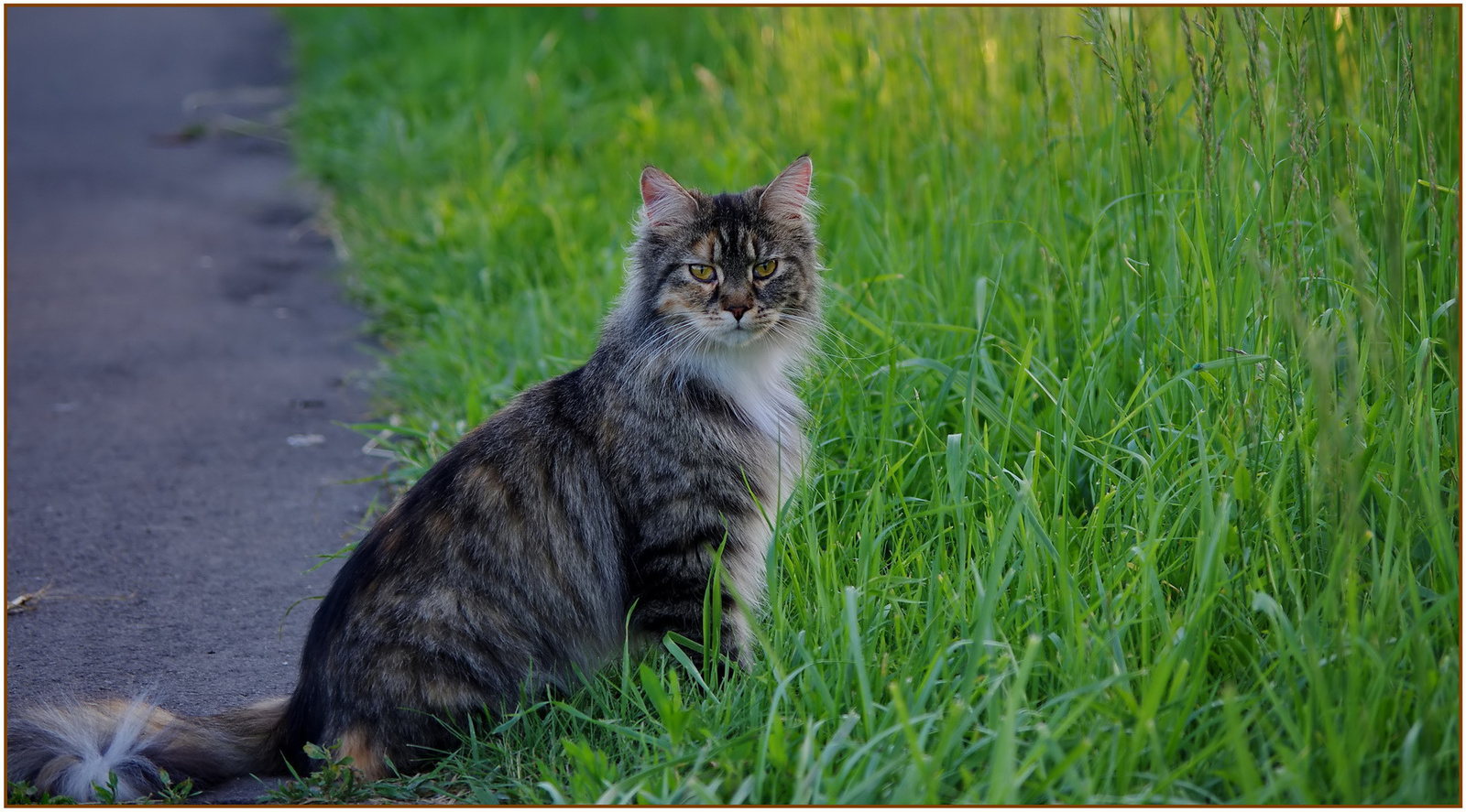 Miss.Kozel Maine Coon