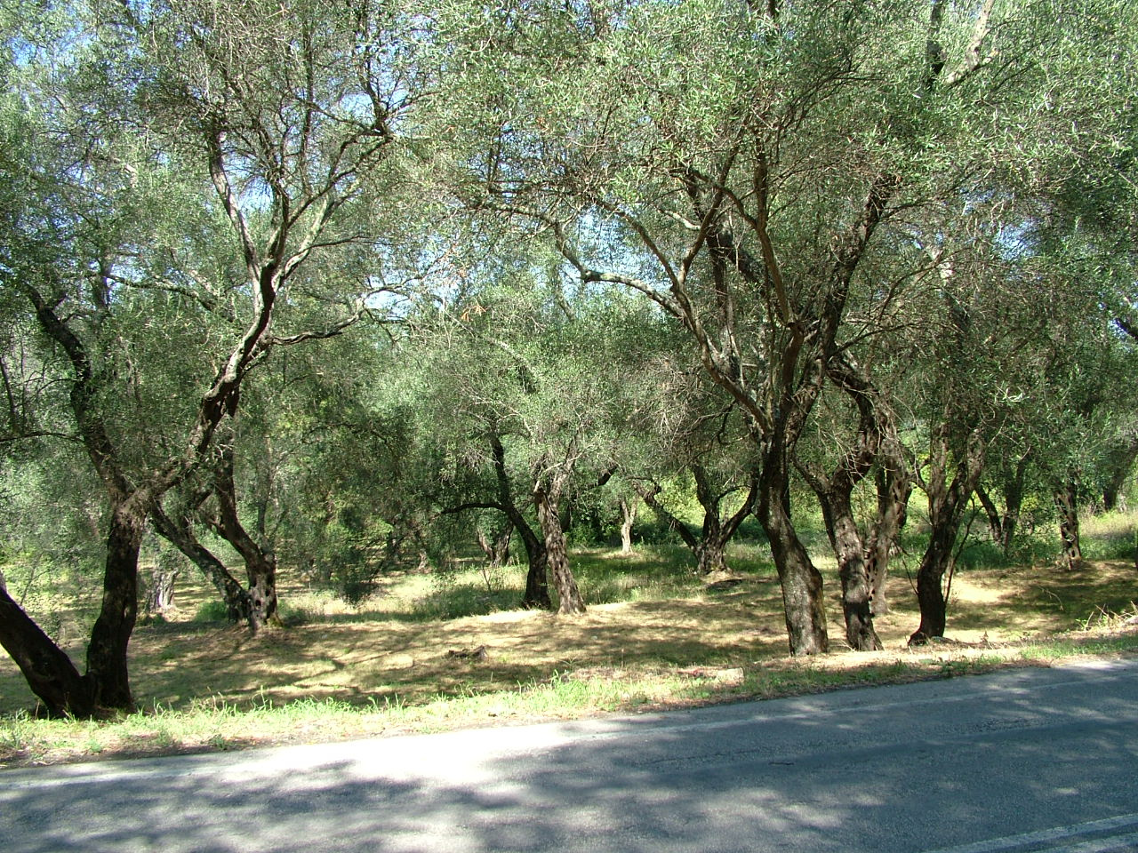 Olajbogyó fák