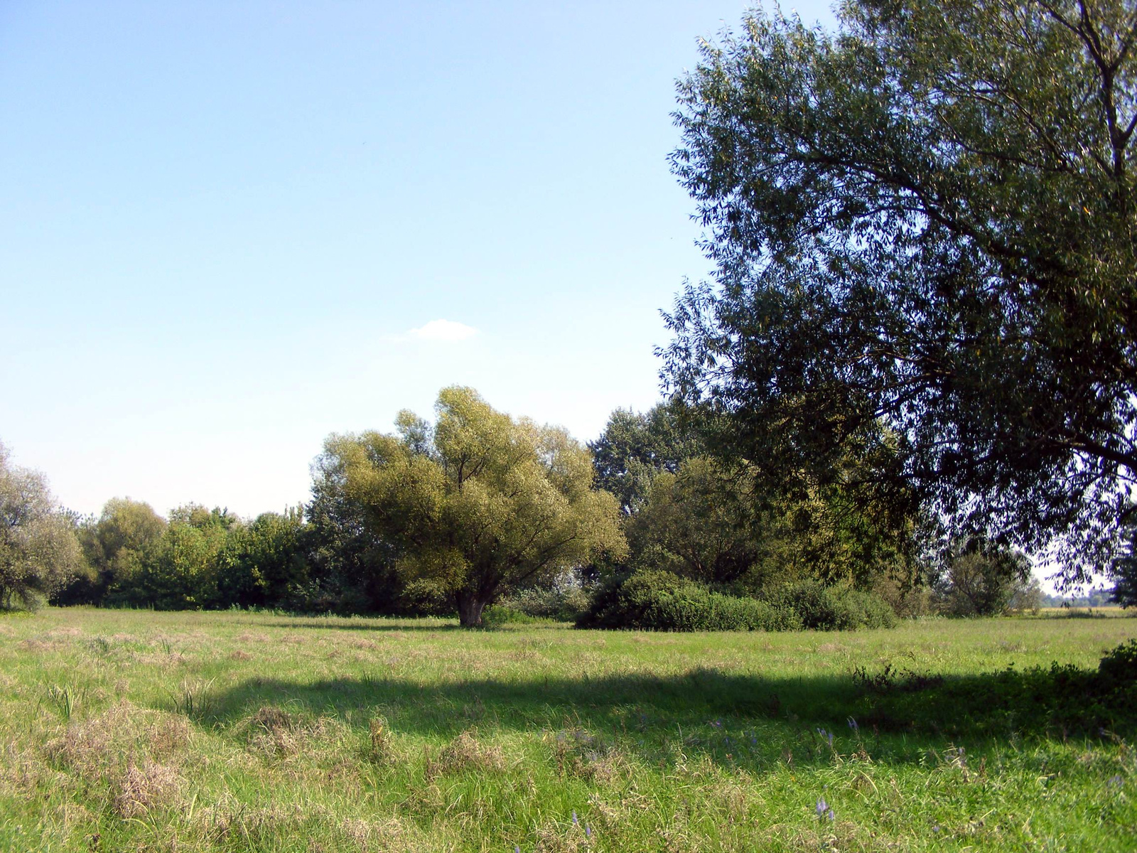 A Tisza és a Sajó ártere