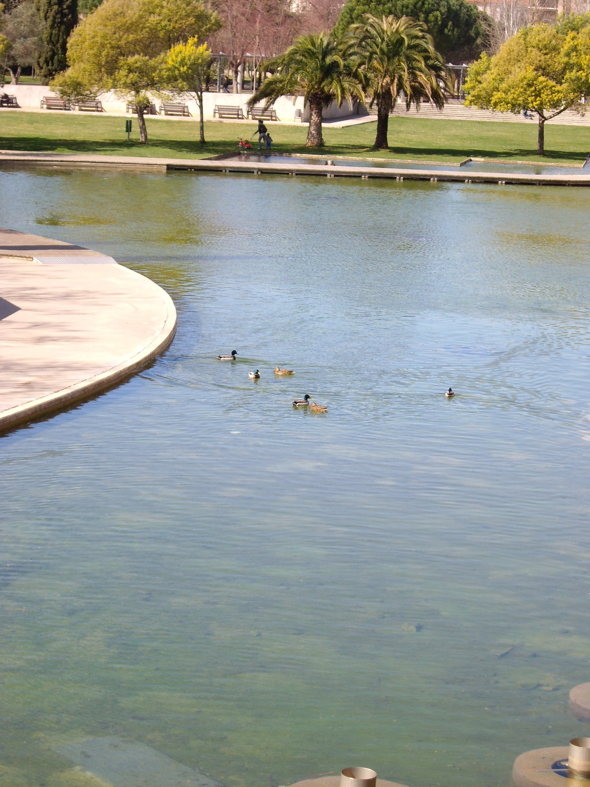 a szomszéd park kacsákkal