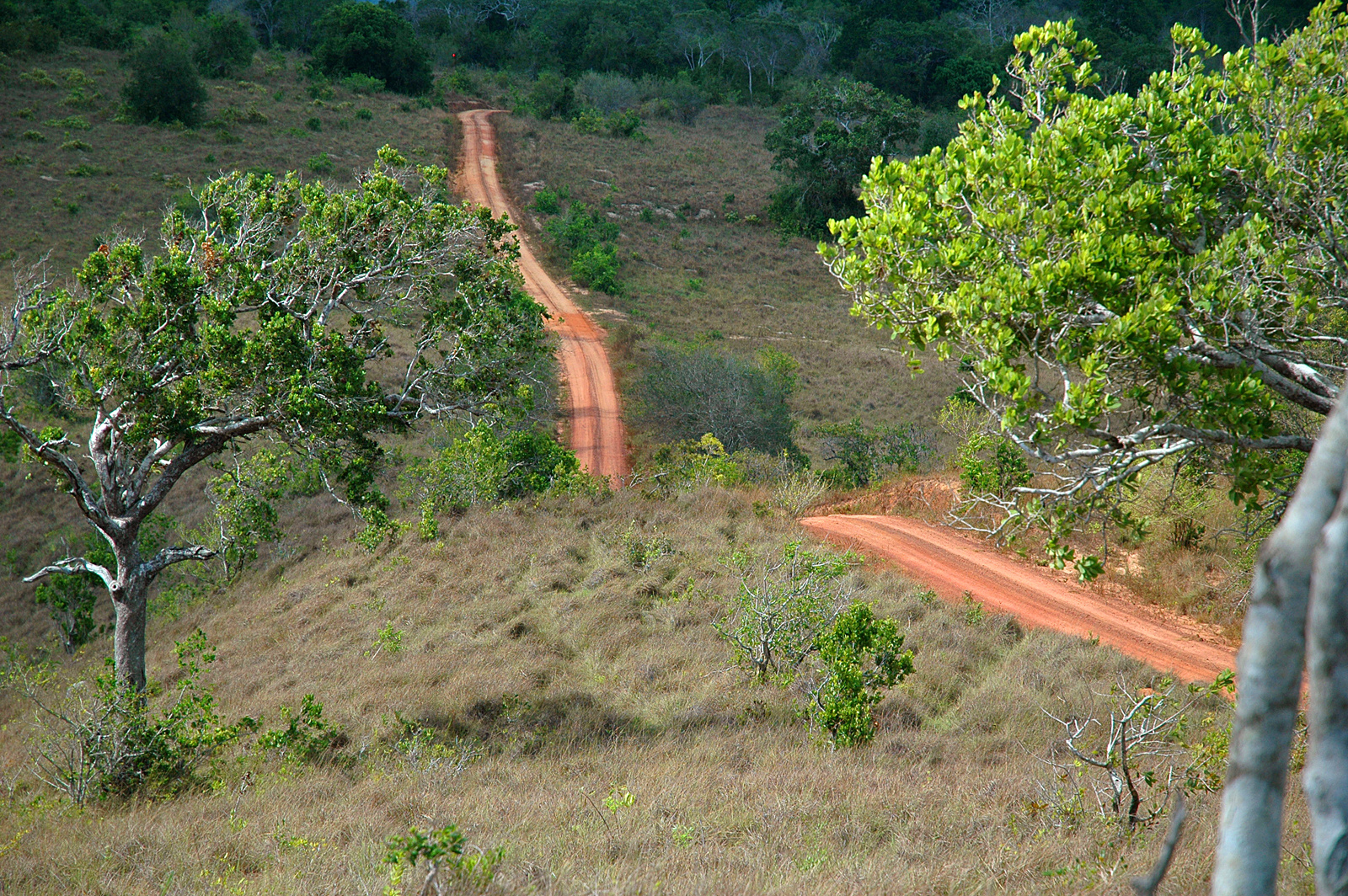 Shimba Hills rezervátum,Kenya