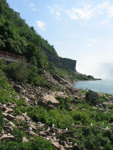 Niagara